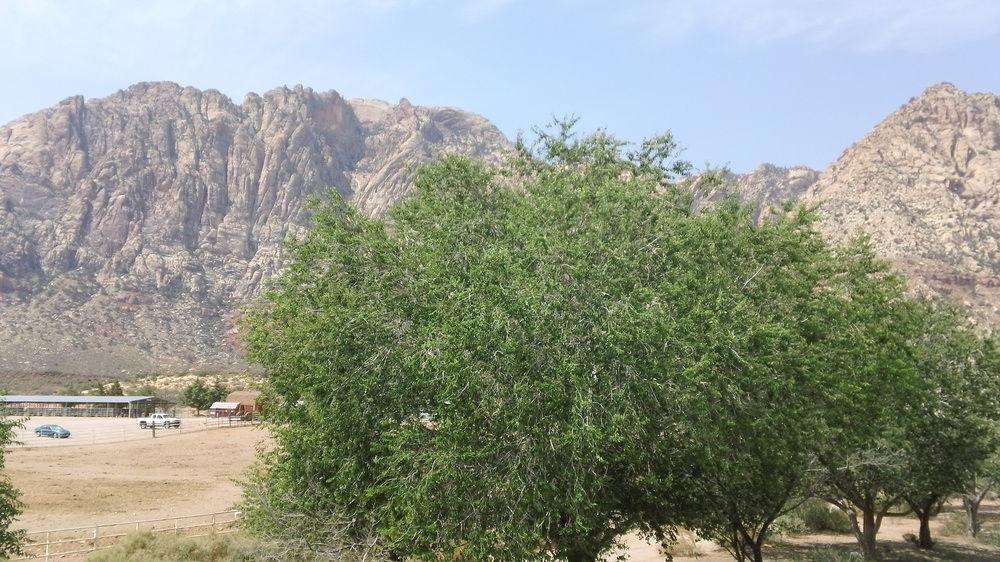 Bonnie Springs Ranch Motel Blue Diamond Экстерьер фото
